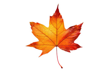 Fototapeta premium Autumn leaf isolated on white background