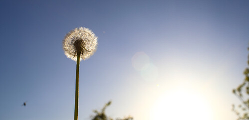 Obraz premium White umbrellas, dandelion parachutes. Close-up image of white parachutes on the ground in the rays of the morning sun, taken from below against a dark blue sky. Medicinal plant.