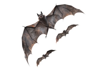 Bats flying isolated on white background