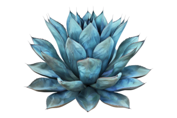 Blu agave plant isolated on white background