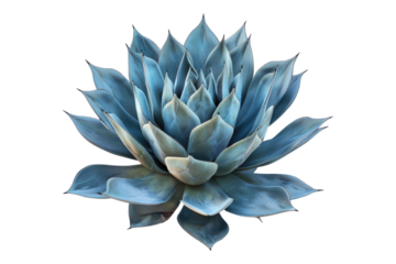 Blu agave plant isolated on white background