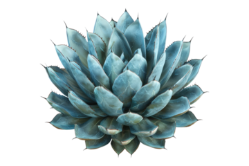 Blu agave plant isolated on white background