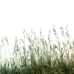 grass with a white background.