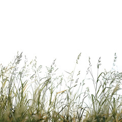 grass with a white background.