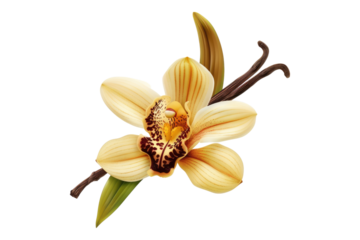 Fresh aroma orchid vanilla isolated on white background