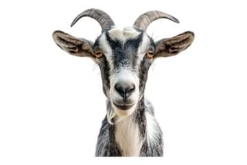 Goat front view isolated on white background