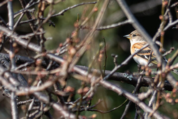 今年はアトリが多い冬だった　冬鳥　野鳥　公園の鳥　滋賀県大津市皇子が丘公園