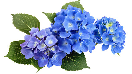 A beautiful arrangement of vibrant blue and purple hydrangea flowers with green leaves, isolated on transparent background.