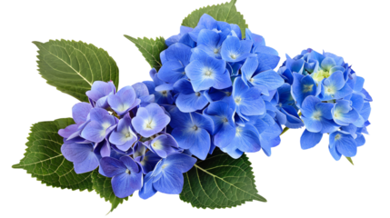 A beautiful arrangement of vibrant blue and purple hydrangea flowers with green leaves, isolated on transparent background.