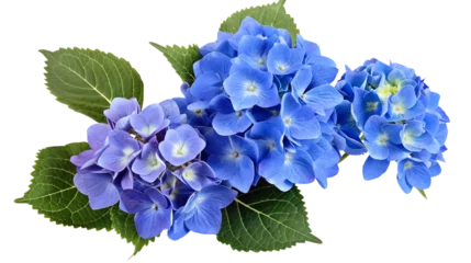 Gordijnen A beautiful arrangement of vibrant blue and purple hydrangea flowers with green leaves, isolated on transparent background. © Jenjira