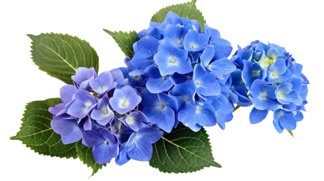 A beautiful arrangement of vibrant blue and purple hydrangea flowers with green leaves, isolated on transparent background.