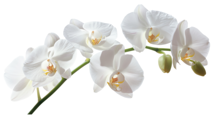 Beautiful white orchid flowers in full bloom, showcasing delicate petals and a natural elegance that's perfect for any floral setting or decor.
