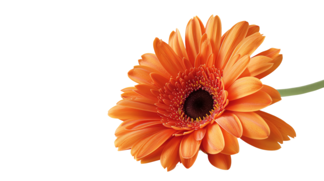 Close-up of a vibrant orange gerbera daisy on a white background, showcasing its detailed petals and dark center, perfect for floral-themed designs. - Powered by Adobe