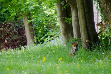 An old fox with torn ear in long grass and flowers