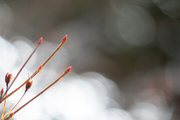 冬の公園　ドウダンツツジの新芽が春の兆しを感じさせる