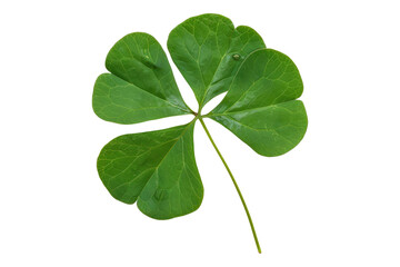 Green leaf of Oxalis corniculata isolated on white background