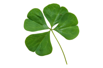 Green leaf of Oxalis corniculata isolated on white background