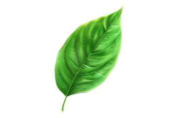 Green leaf isolated on white background