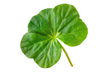 Green leaf of Oxalis corniculata isolated on white background