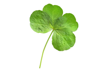 Green leaf of Oxalis corniculata isolated on white background