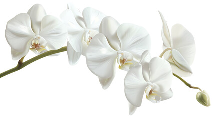 Elegant white orchid flowers on a stem isolated on transparent background. Perfect for floral decoration, wedding themes, and nature imagery.