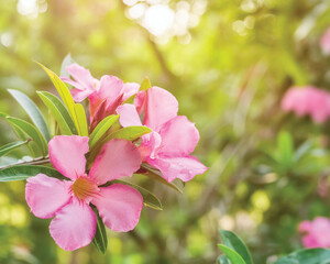 Obraz premium Secret Garden