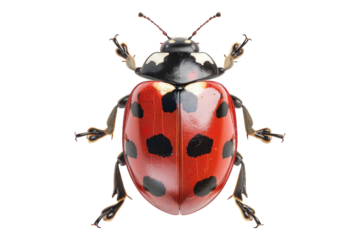 Lady bug insect isolated on white background