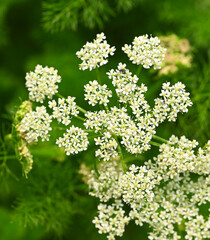 Beautiful close-up of myrrhis odorata