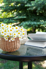 Bouquet of flowers in basket with book.   Bouquet of chamomile flowers. Spring, summer holidays,...