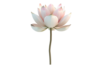Lotus flower with stalk isolated on white background