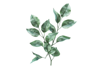 Obraz premium Natural green leaves isolated on white background