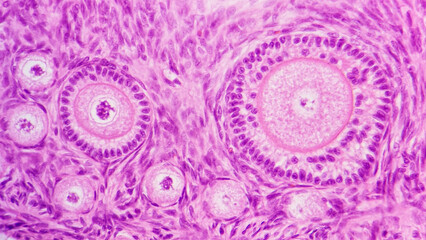 Histology of mammal ovary shows primary follicles (small) and secondary follicles (big ones). HE staining. Selective focus image