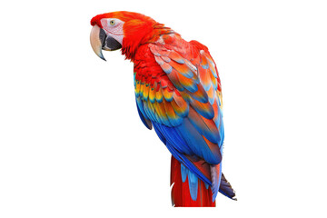 Obraz premium Photo of Scarlet Macaw isolated on white background
