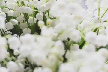 Beautiful lily of the valley bouquet, close up. Idyllic lily of the valley. Wild spring flowers concept. Tenderness and purity concept. Aroma white flowers. Romance background.