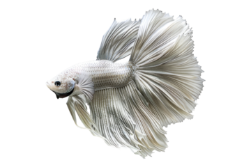 Silver beta fish isolated on white background