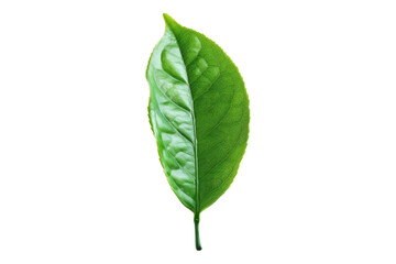 Tea leaf isolated on white background