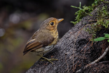 Ochre-breasted Antpitta Grallaricula flavirostris Ecuador. A tiny songbird from the passerine family.