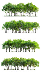 Set di alberi verdi. Su sfondo trasparente, cut out