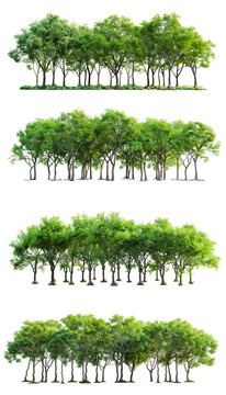 Set di alberi verdi. Su sfondo trasparente, cut out