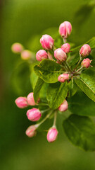 Pink and white apple blossom