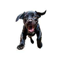 Young dog jumping on transparent background. Puppy jumping for joy
