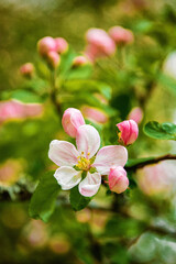 Fototapeta premium tree blossom