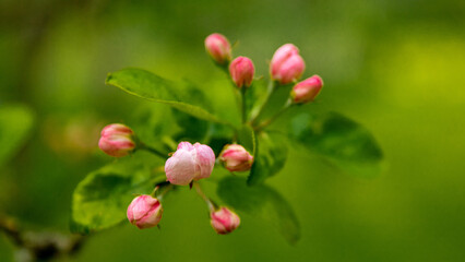 blossoming apple tree