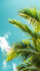 Fototapeta premium Palm Sunday concept: green palm tree leaves on natural sky