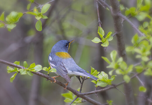 Northern Parula warbler perched on branch in spring in Ottawa, Canada