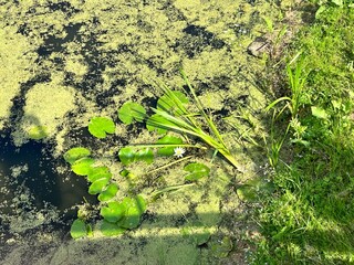 water lily on a swampy river on a hot day
