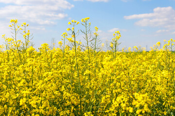 Rapeseed. A close-up of a rapeseed field for making oil.