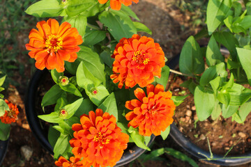 A Close up view of 'Zinnia Elegans' or Orange King flowers in bright colors organically grown in India.