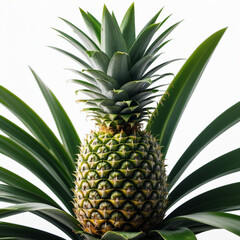 Obraz premium pineapple isolated on white background