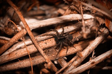 Spider in the woods